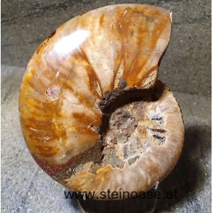 Ammonite Nr.5 - rechts